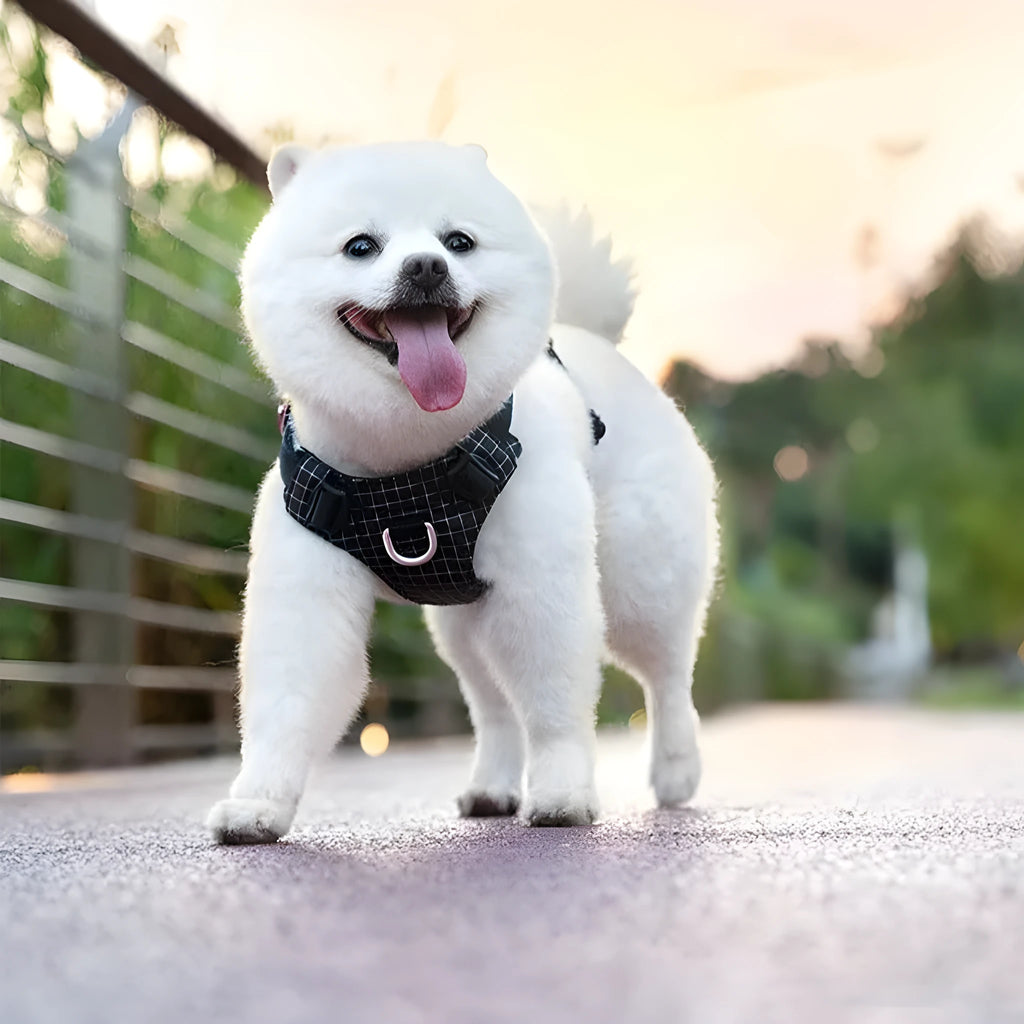 LED dog chest harness in light purple nylon with adjustable straps for night walking safety