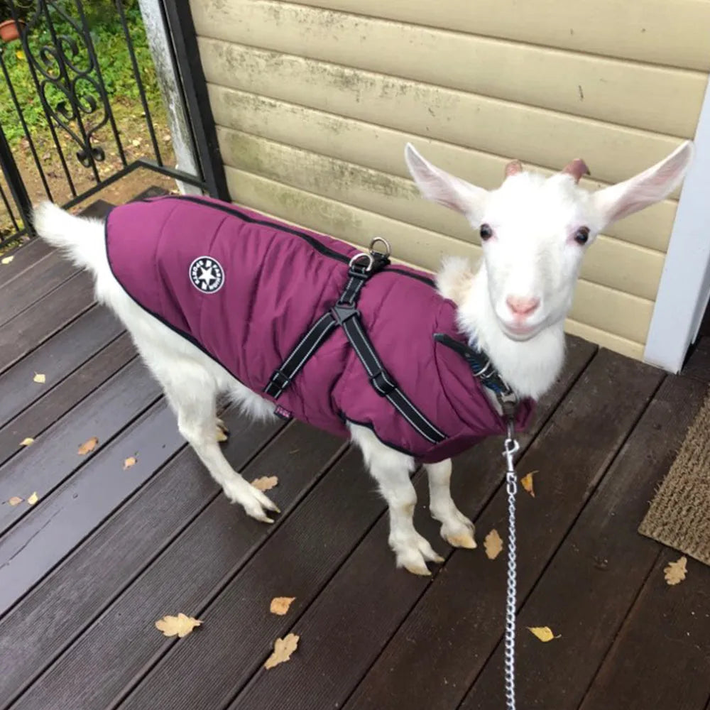 Waterproof dog coat with harness opening in rain silk material available in multiple colours and sizes