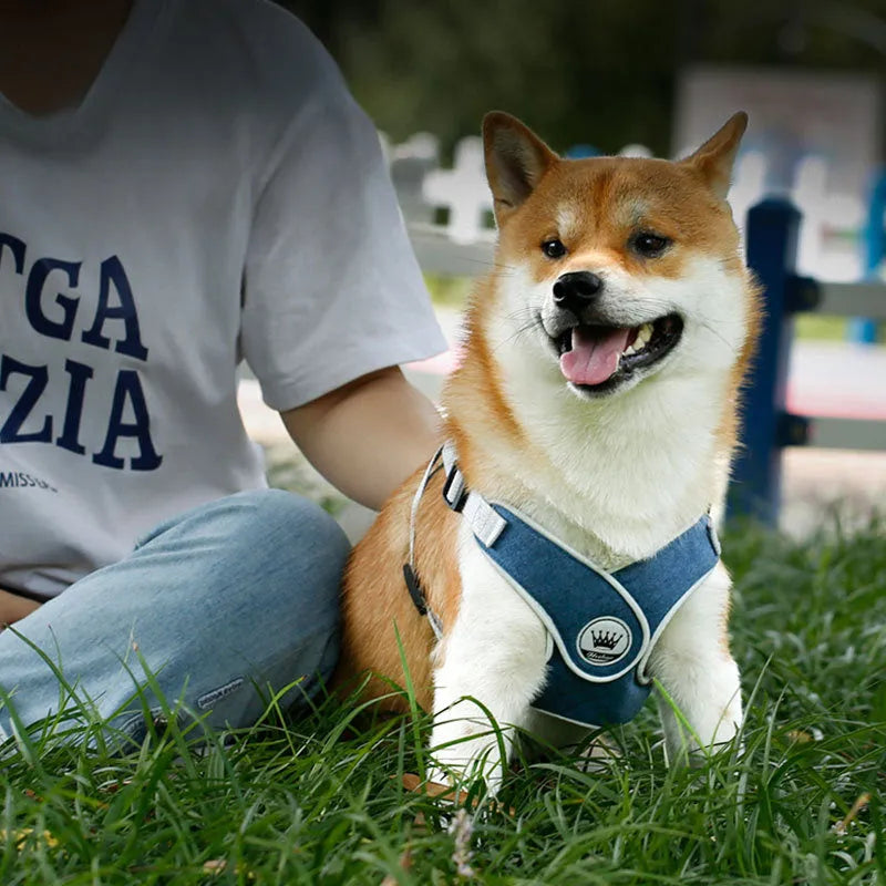 Adjustable dog harness with breathable mesh and metal back ring, shown with matching leash