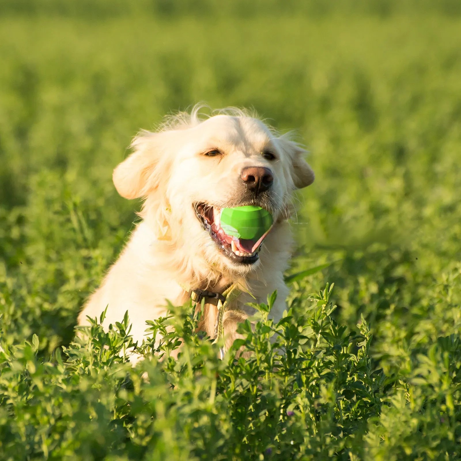 Green natural rubber squeaky dog chew ball toy for large breed dogs
