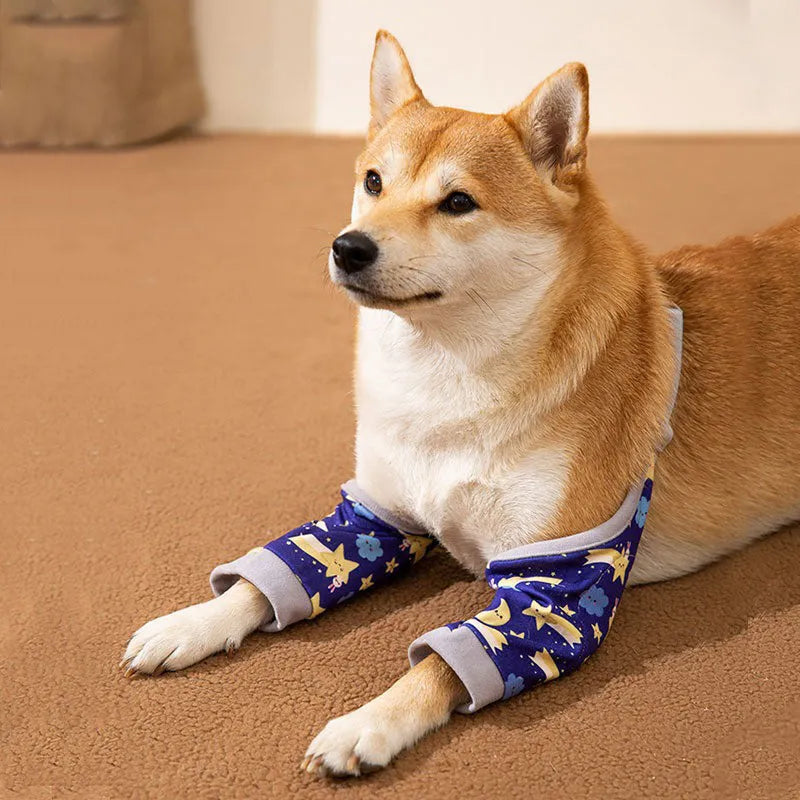 Dog wearing blue knee protector with extra-thick elbow padding and matching scarf
