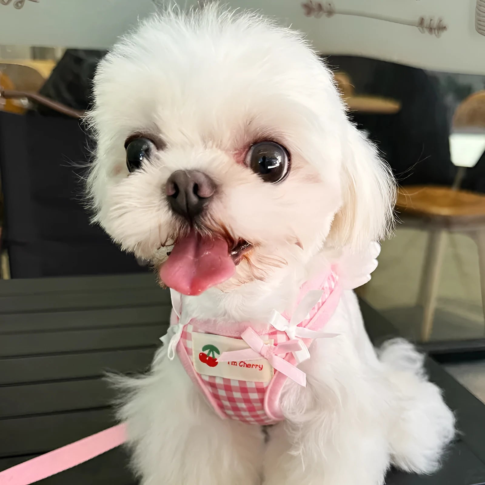 Pink and black cotton dog harness and lead set for small dogs with chest and back handle