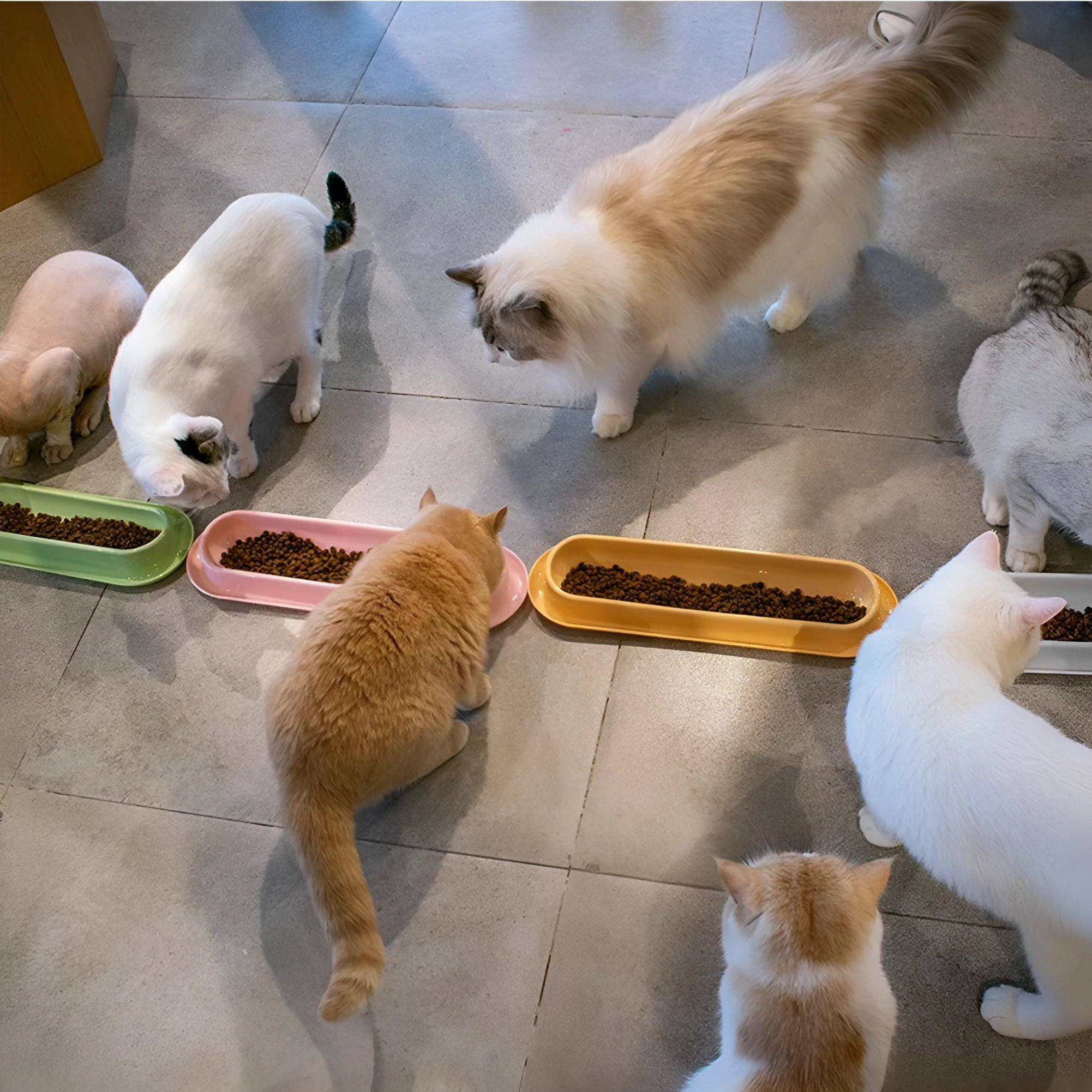 Green leakproof pet bowls with non-slip rubber bases, set of two for dog and cat feeding