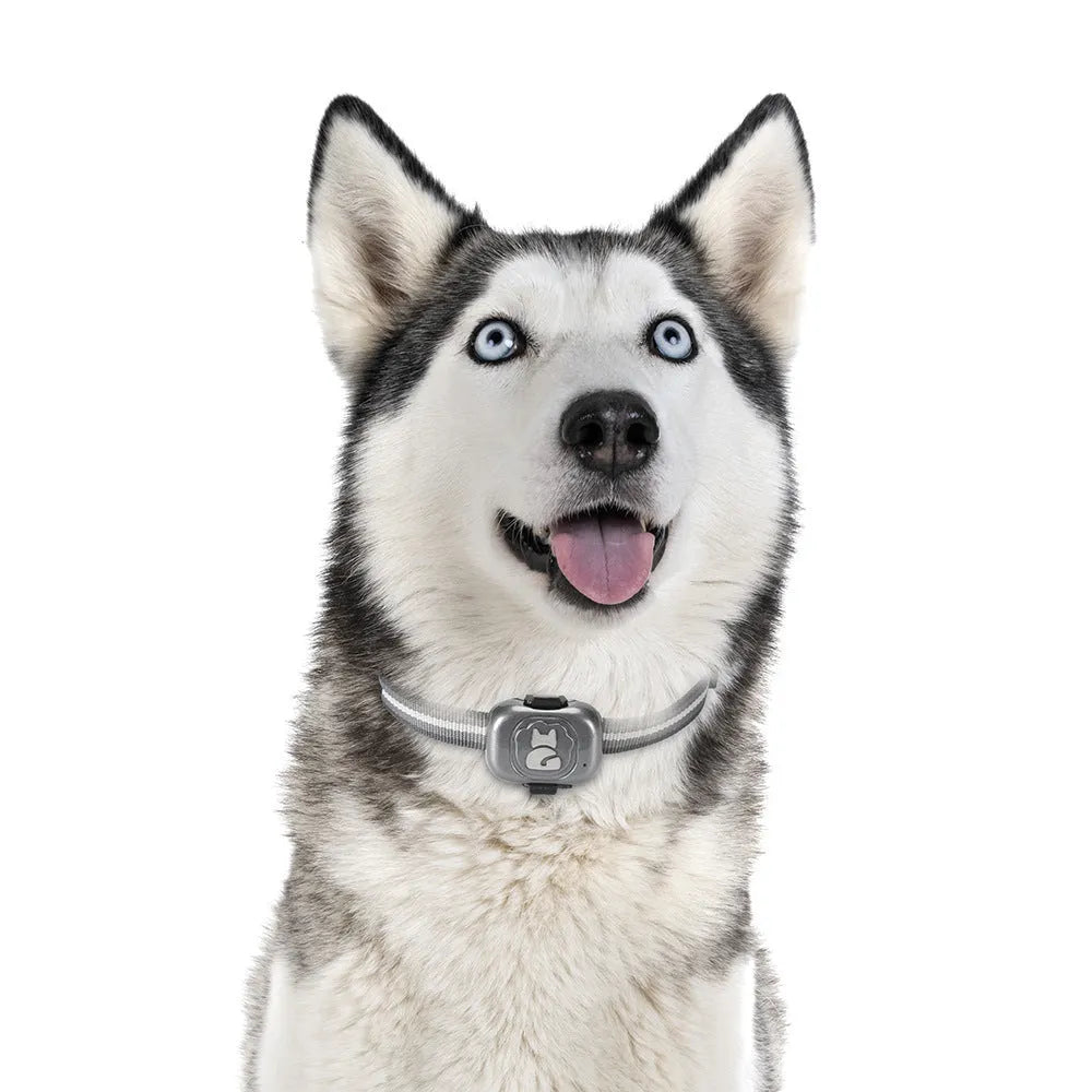 Black pet GPS tracker with hanging rope for cats and dogs showing IP67 waterproof rating