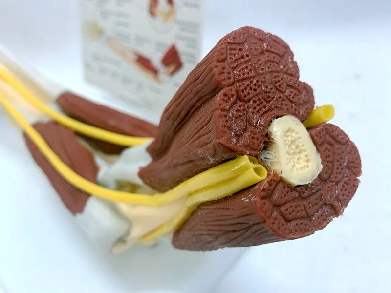 Human hand anatomy model showing bones, muscles, ligaments, nerves, and blood vessels with removable aponeurosis
