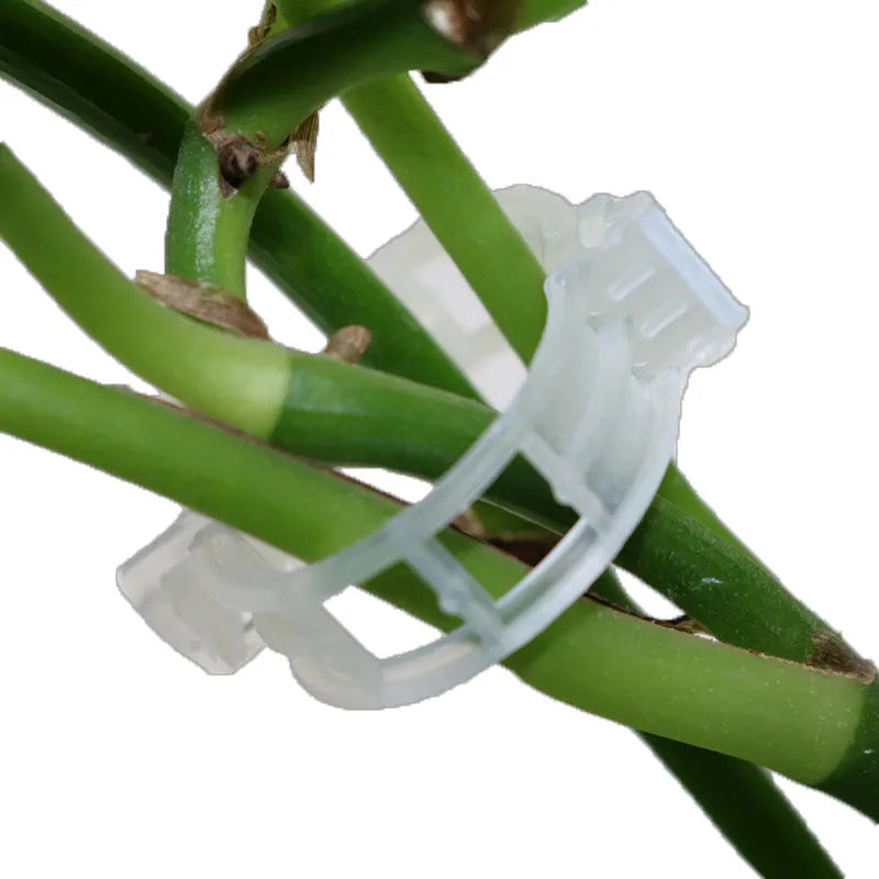 50 plastic plant grafting clips for garden use with tomato plants and vines