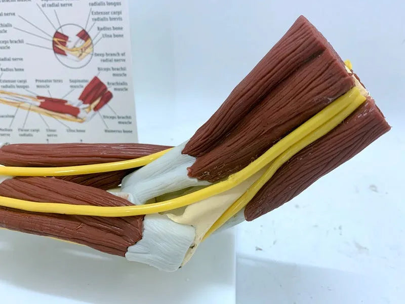 Human hand anatomy model showing bones, muscles, ligaments, nerves, and blood vessels with removable aponeurosis