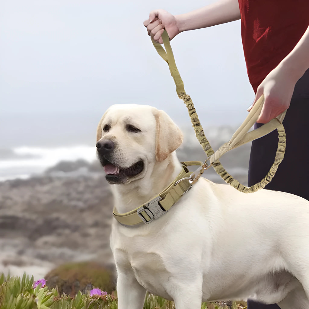 Nylon dog collar for large and medium dogs in khaki, adjustable 36-59cm