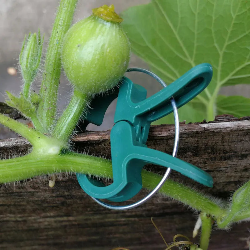 Green plastic and zinc plant fixing clips, showing large and small sizes for garden vine and tomato support.