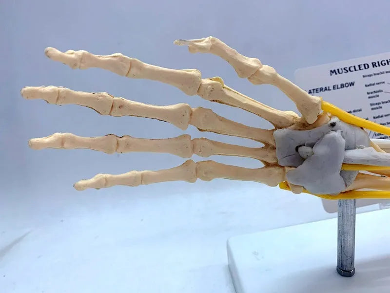 Human hand anatomy model showing bones, muscles, ligaments, nerves, and blood vessels with removable aponeurosis