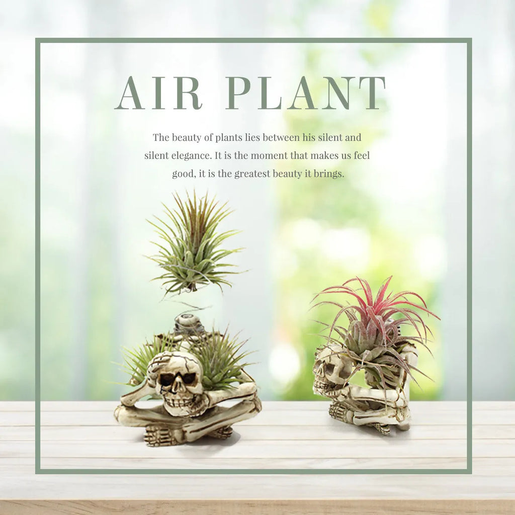 Resin tillandsia bracket plant holder with skull design for soilless air plants
