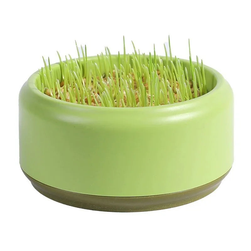 Hydroponic cat grass growing kit with reusable cup and seed packets in blue, green, and yellow colour options