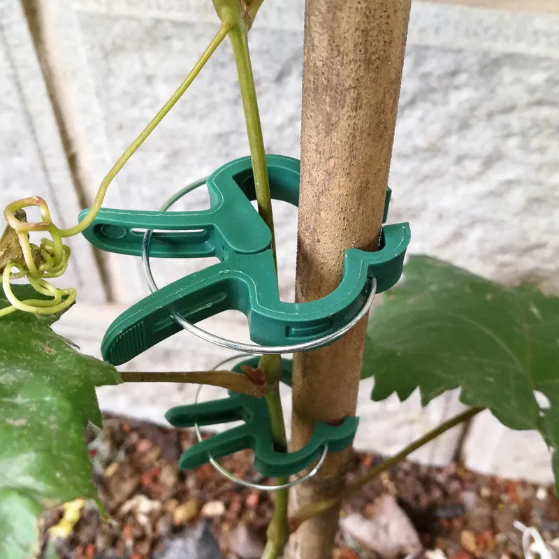 Green plastic and zinc plant fixing clips, showing large and small sizes for garden vine and tomato support.
