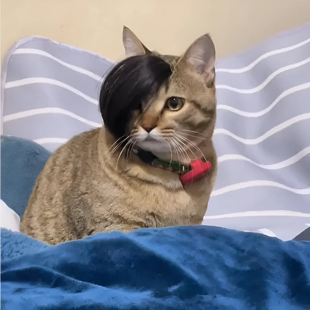 Black polyester cat wig styled as an imitation braid for pet dress-up.