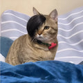 Black polyester cat wig styled as an imitation braid for pet dress-up.