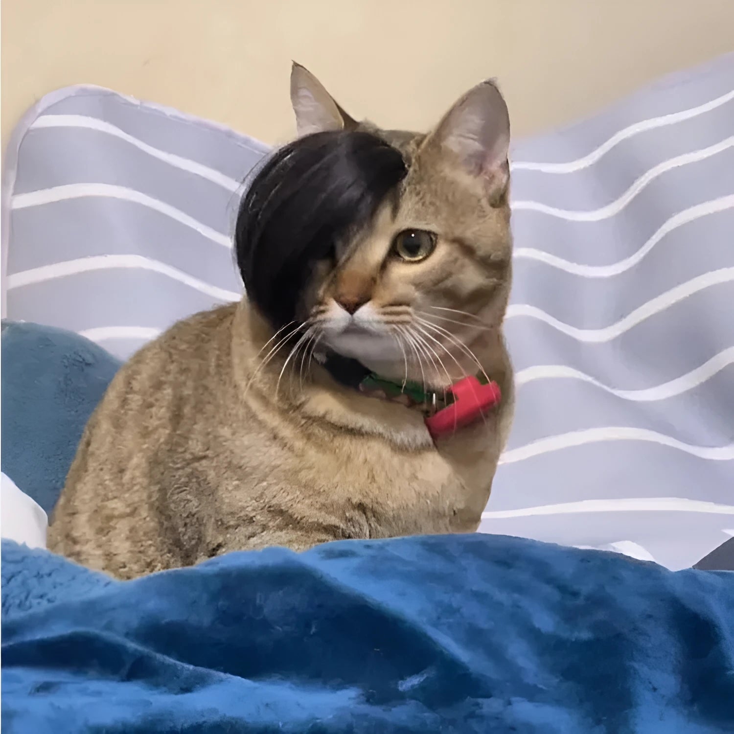 Black polyester cat wig styled as an imitation braid for pet dress-up.