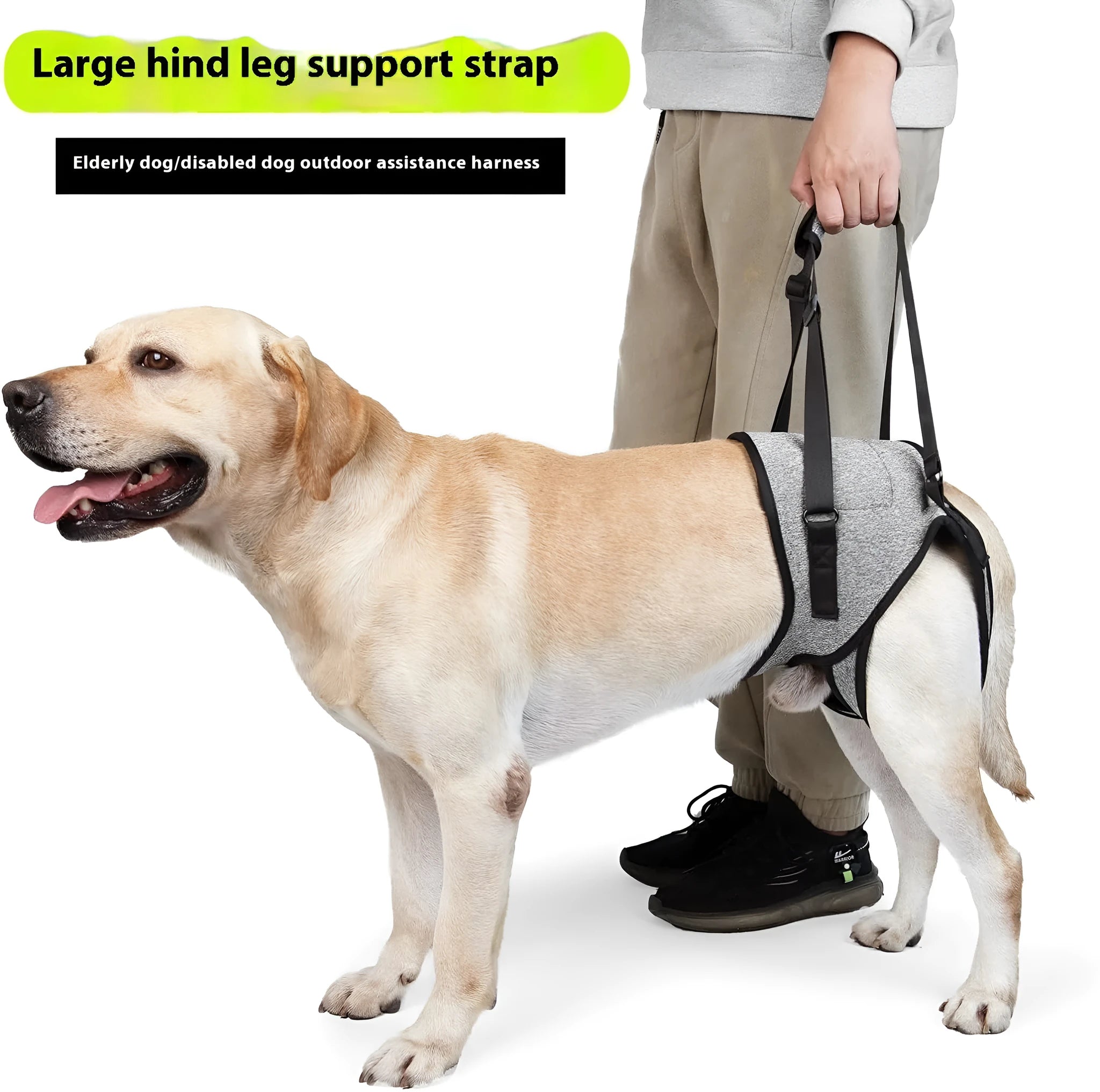 Grey neoprene dog rear leg recovery belt with adjustable straps shown on size chart