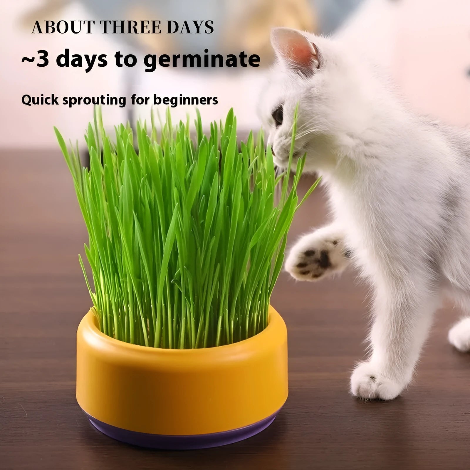 Hydroponic cat grass growing kit with reusable cup and seed packets in blue, green, and yellow colour options