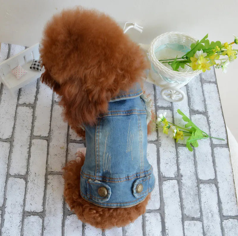 Blue denim dog vest with a retro scratch pattern on a small white dog, showing sizes for Teddy and Bichon breeds.