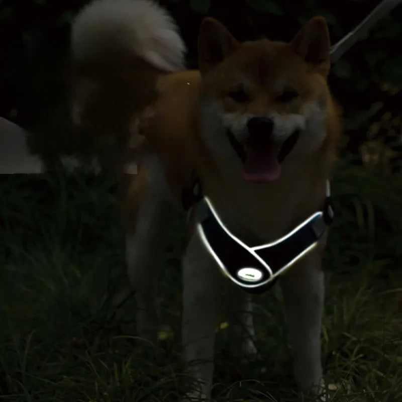 Adjustable dog harness with breathable mesh and metal back ring, shown with matching leash