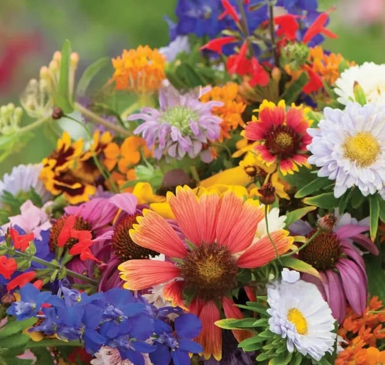 Pack of Purpleflower Holly Leaf cold and drought resistant mixed wildflower seeds for gardens.