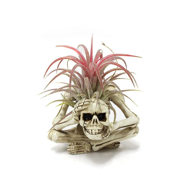 Resin tillandsia bracket plant holder with skull design for soilless air plants