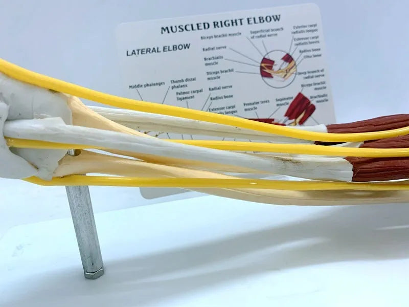 Human hand anatomy model showing bones, muscles, ligaments, nerves, and blood vessels with removable aponeurosis