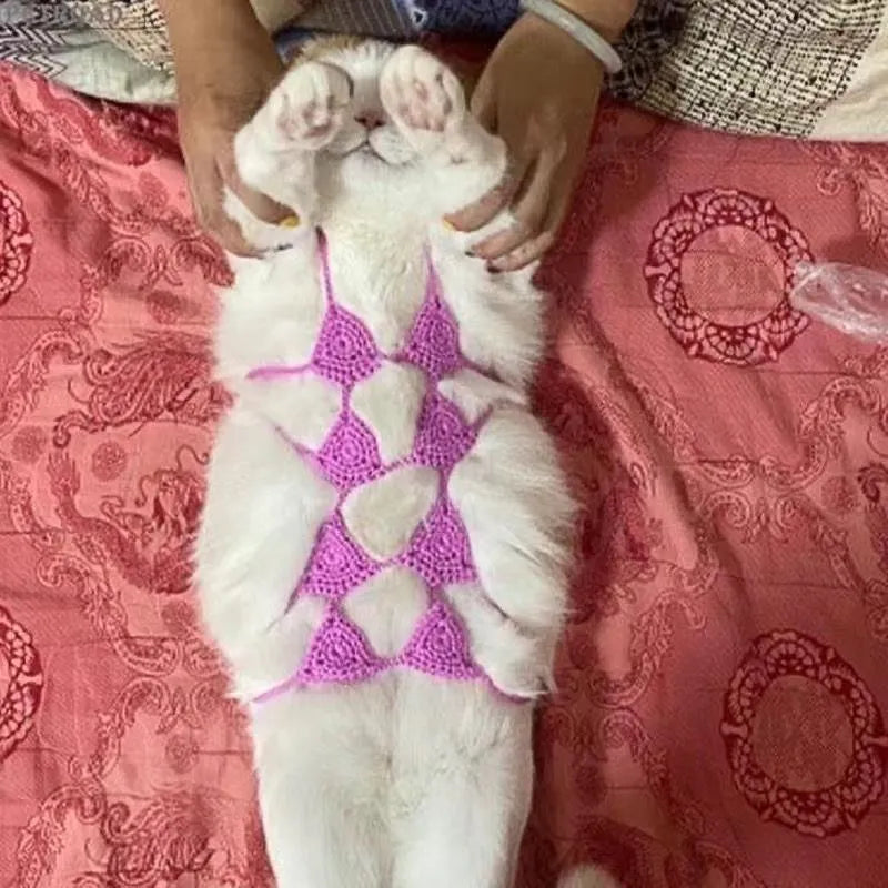 Cat wearing a bikini costume set in a choice of colours for Halloween or party dress-up.