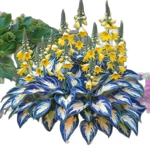 Coloured leaves jade barrettes potted flower seeds in OPP packaging with 50 seed tablets