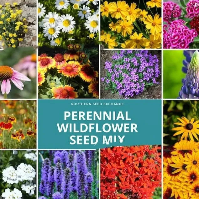 Pack of Purpleflower Holly Leaf cold and drought resistant mixed wildflower seeds for gardens.