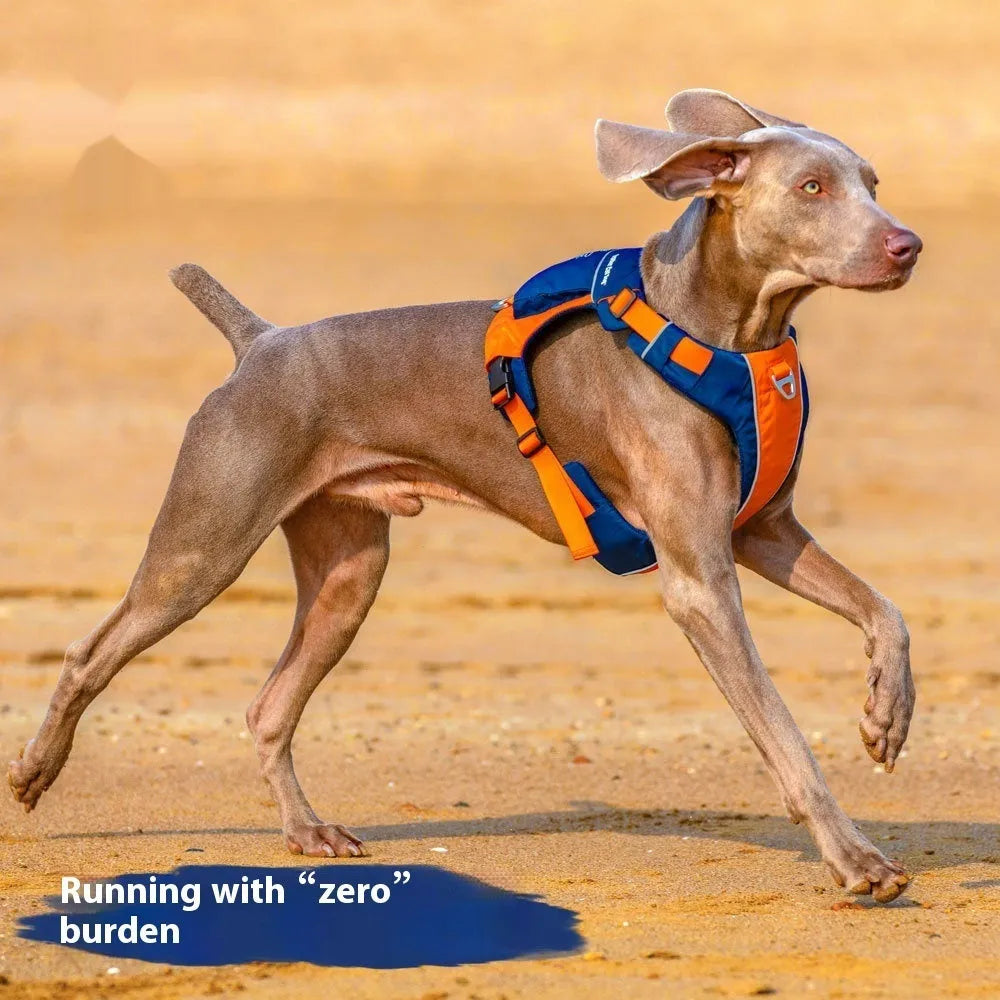 Orange and blue nylon dog vest harness on a dog's chest and back