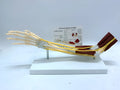 Human hand anatomy model showing bones, muscles, ligaments, nerves, and blood vessels with removable aponeurosis