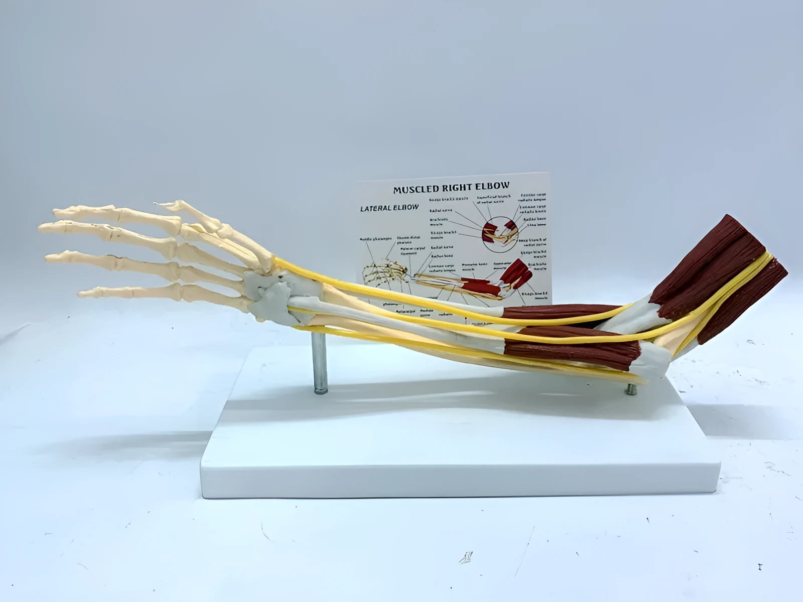Human hand anatomy model showing bones, muscles, ligaments, nerves, and blood vessels with removable aponeurosis