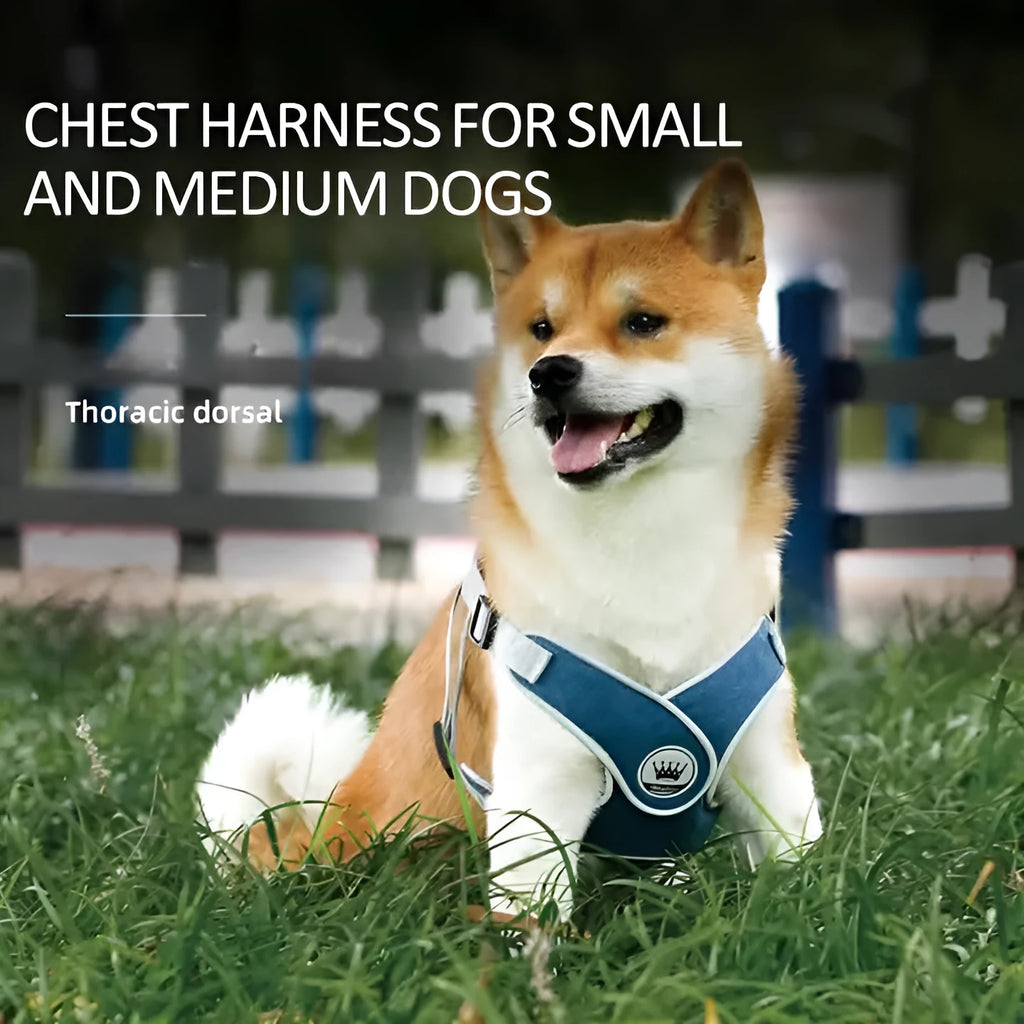 Adjustable dog harness with breathable mesh and metal back ring, shown with matching leash