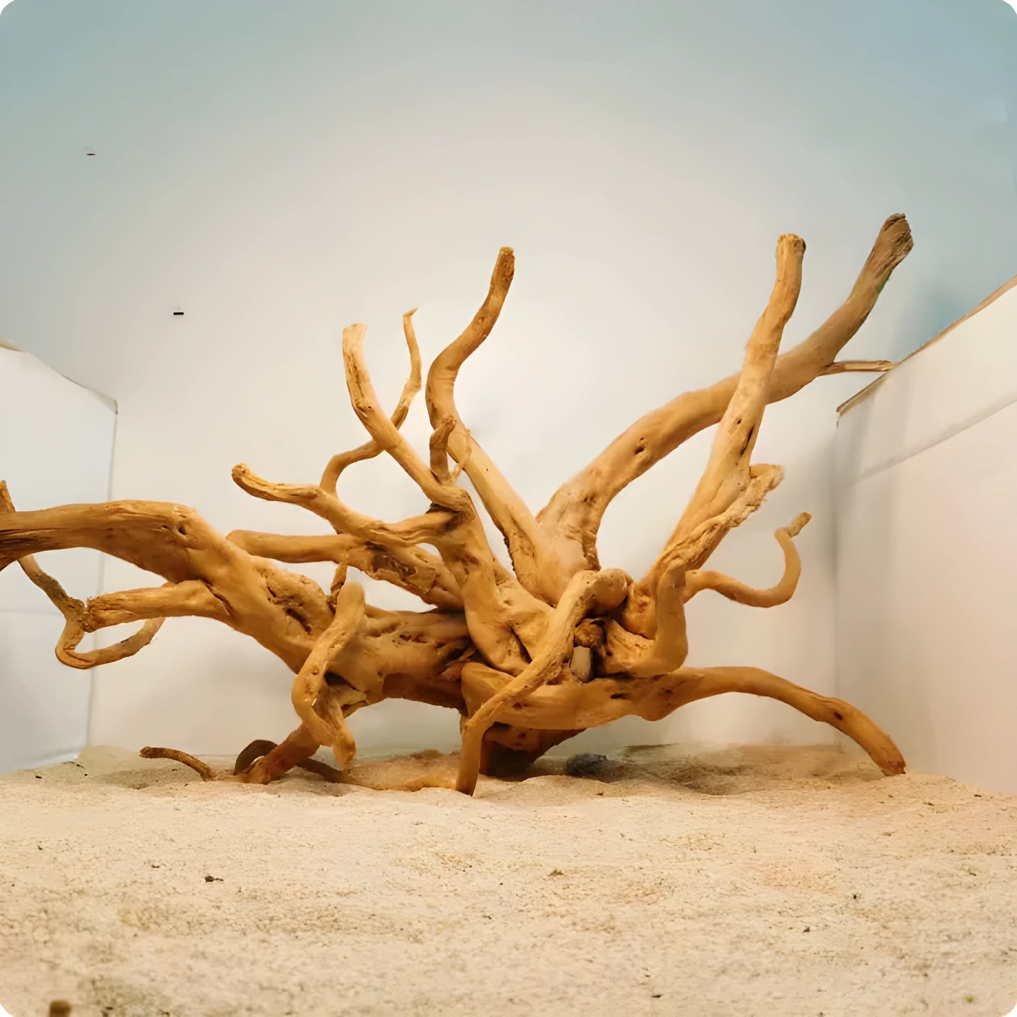 Xiaoqi root natural wood ornament for aquarium decoration on a white background