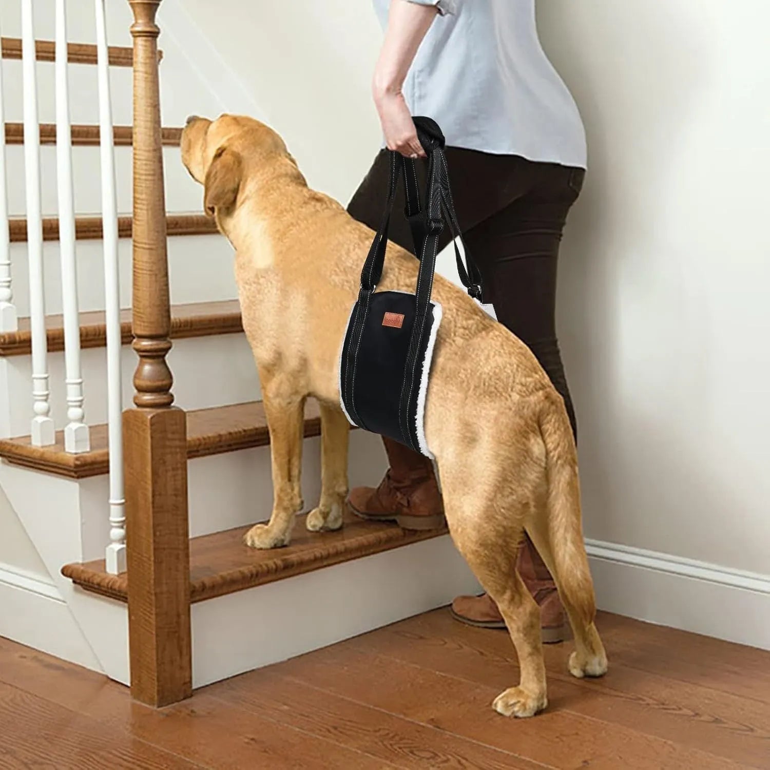 Adjustable dog mobility sling supporting a dog's hindquarters with reflective nylon straps.