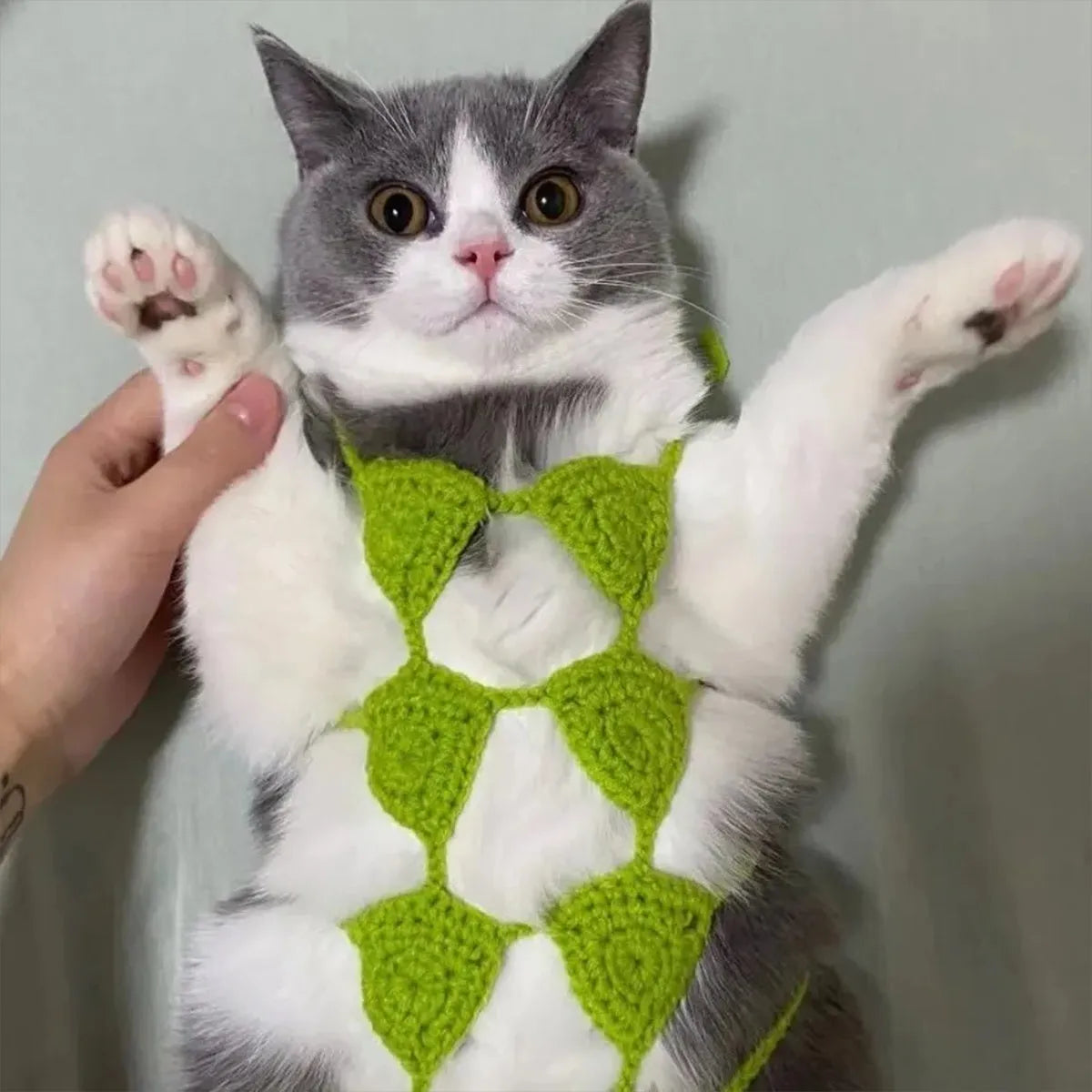 Cat wearing a bikini costume set in a choice of colours for Halloween or party dress-up.