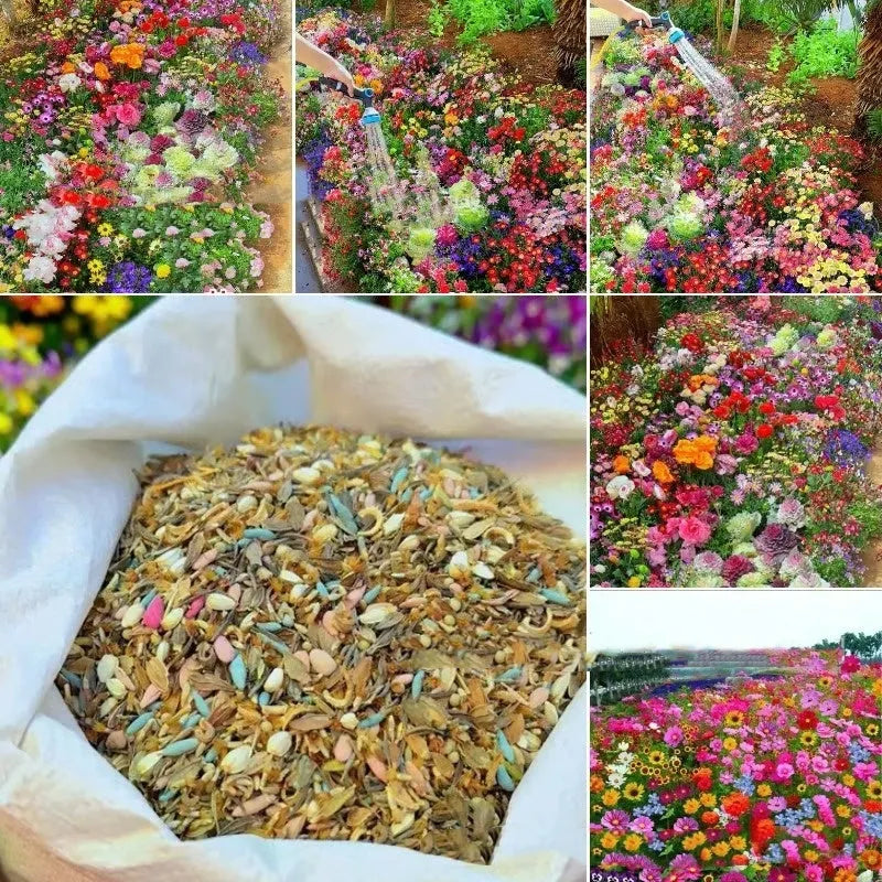 Pack of Purpleflower Holly Leaf cold and drought resistant mixed wildflower seeds for gardens.