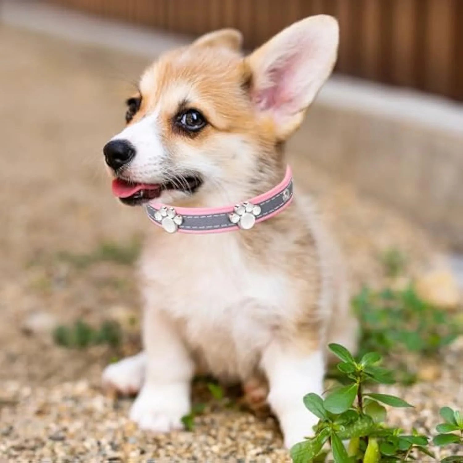 Reflective leather dog collar with paw rivets and metal buckle in adjustable sizes for dogs