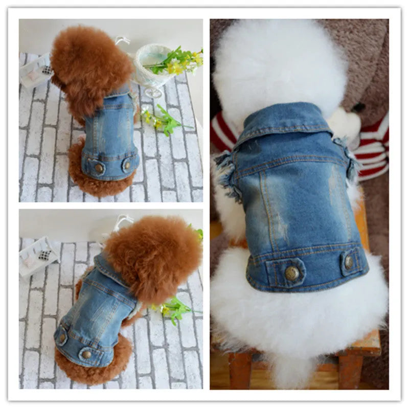 Blue denim dog vest with a retro scratch pattern on a small white dog, showing sizes for Teddy and Bichon breeds.
