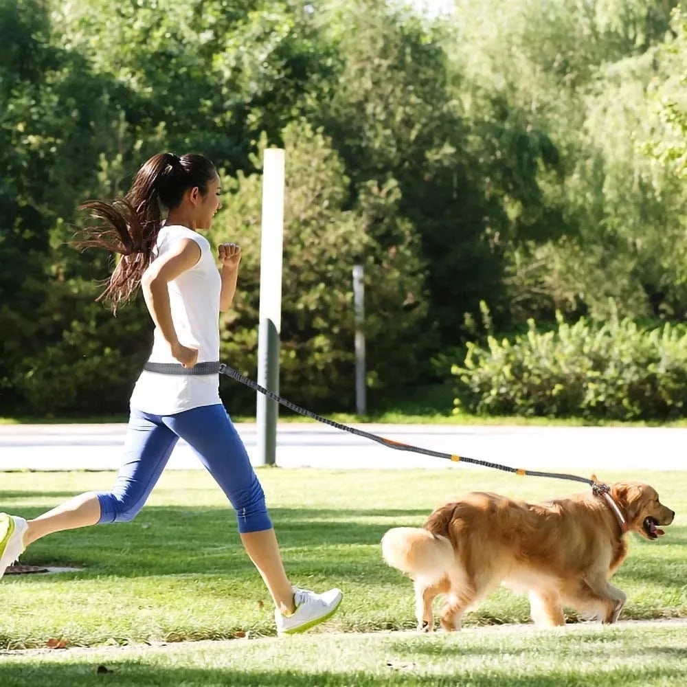 Adjustable nylon pet leash in fluorescent green, orange, and light blue on a white background