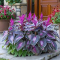 Coloured leaves jade barrettes potted flower seeds in OPP packaging with 50 seed tablets