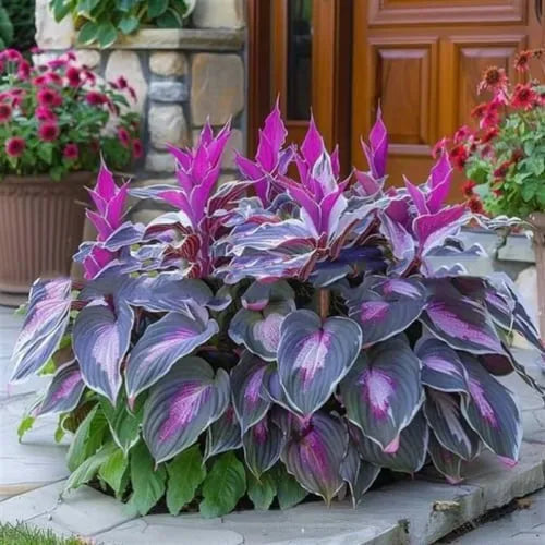 Coloured leaves jade barrettes potted flower seeds in OPP packaging with 50 seed tablets