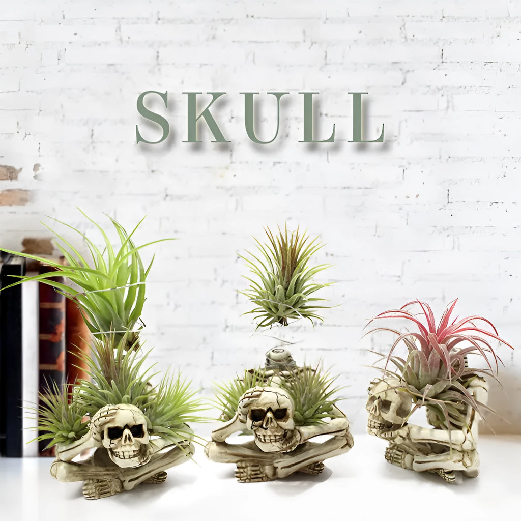 Resin tillandsia bracket plant holder with skull design for soilless air plants