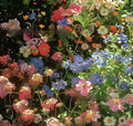 Pack of Purpleflower Holly Leaf cold and drought resistant mixed wildflower seeds for gardens.
