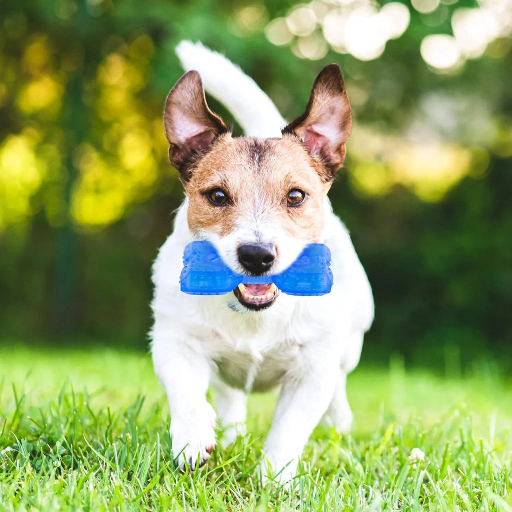Freezable blue dog chew toy with textured surface for cooling and dental care.