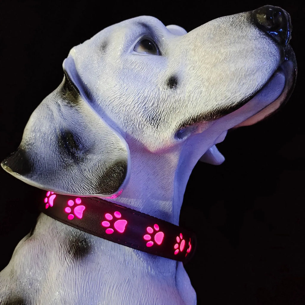 A cat wearing a polyester LED luminous collar displaying multiple colours, with a USB charging cable nearby.