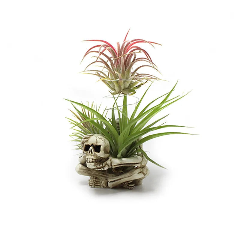 Resin tillandsia bracket plant holder with skull design for soilless air plants