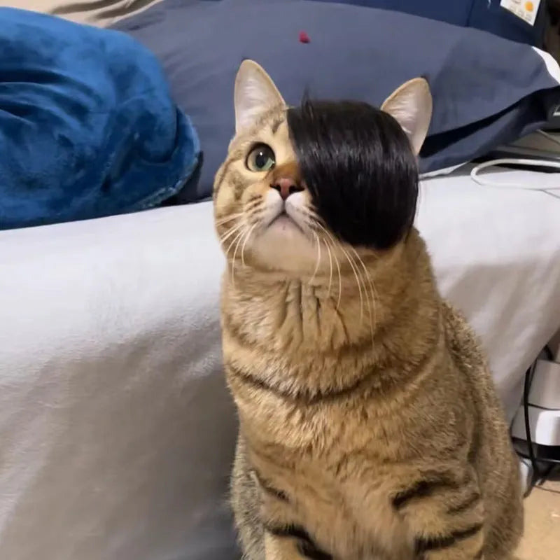 Black polyester cat wig styled as an imitation braid for pet dress-up.