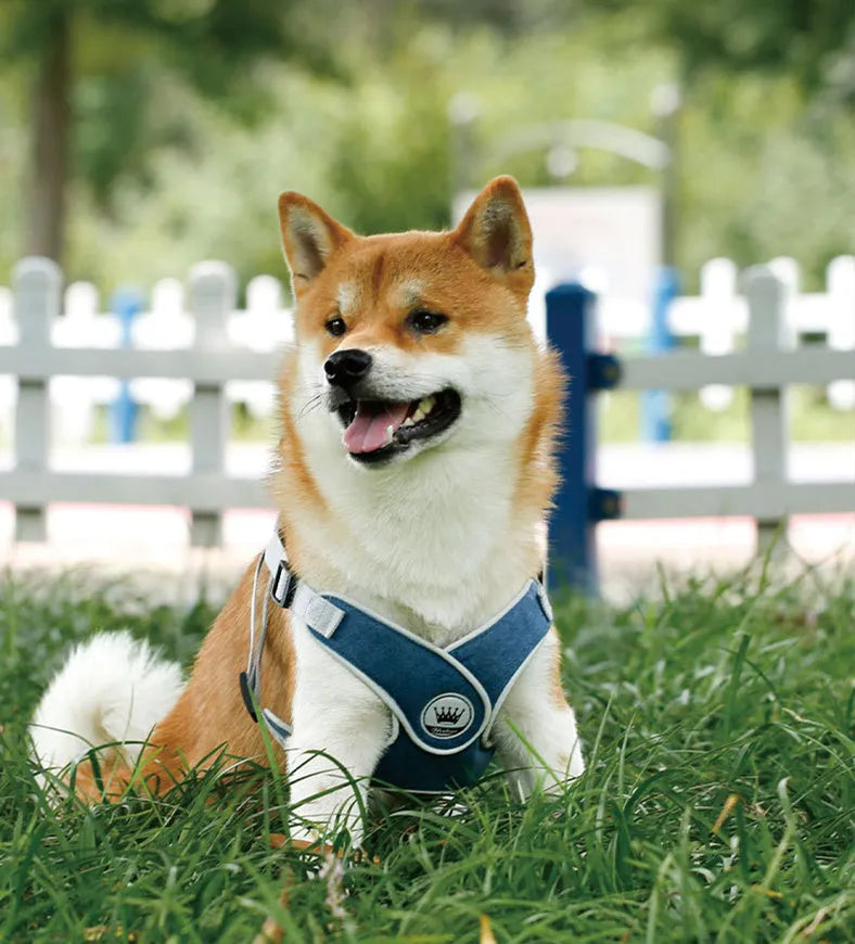Adjustable dog harness with breathable mesh and metal back ring, shown with matching leash